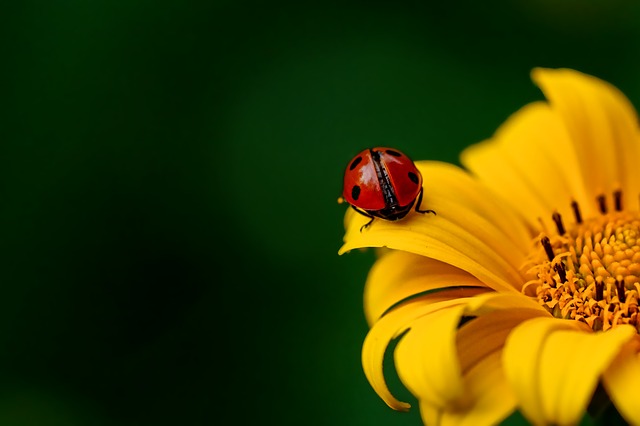 Coccinelle