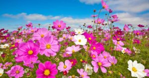 fleurs